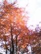 Les arbres