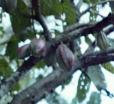 Cacao