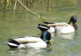 les canards