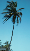 Le cocotier