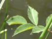 les feuilles