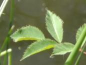 les feuilles
