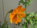 La fleur