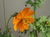 La fleur