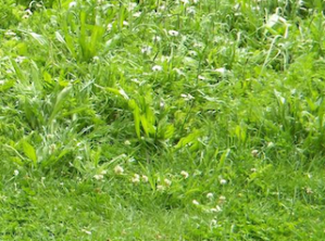 Herbe