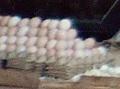 Oeufs