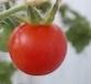 la tomate